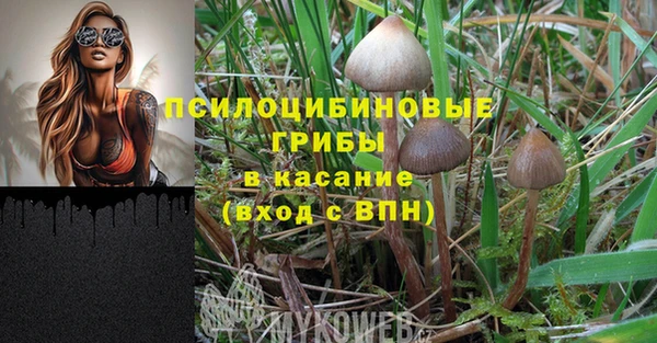 прущие грибы Краснослободск