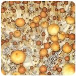 Псилоцибиновые (галлюциногенные)  грибы Psilocybin "Golden Teacher" в Лабинске